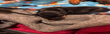 Miniature Pinscher Puppy 4
