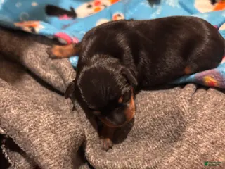 Miniature Pinscher dogs Miniature Pinscher Puppy 4 - Ad 19