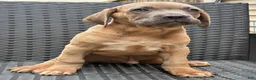 Cane Corso dogs for sale: Cane Corso 1 - Ad 2