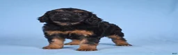Cockapoo dogs for sale: Moley - Ad 5