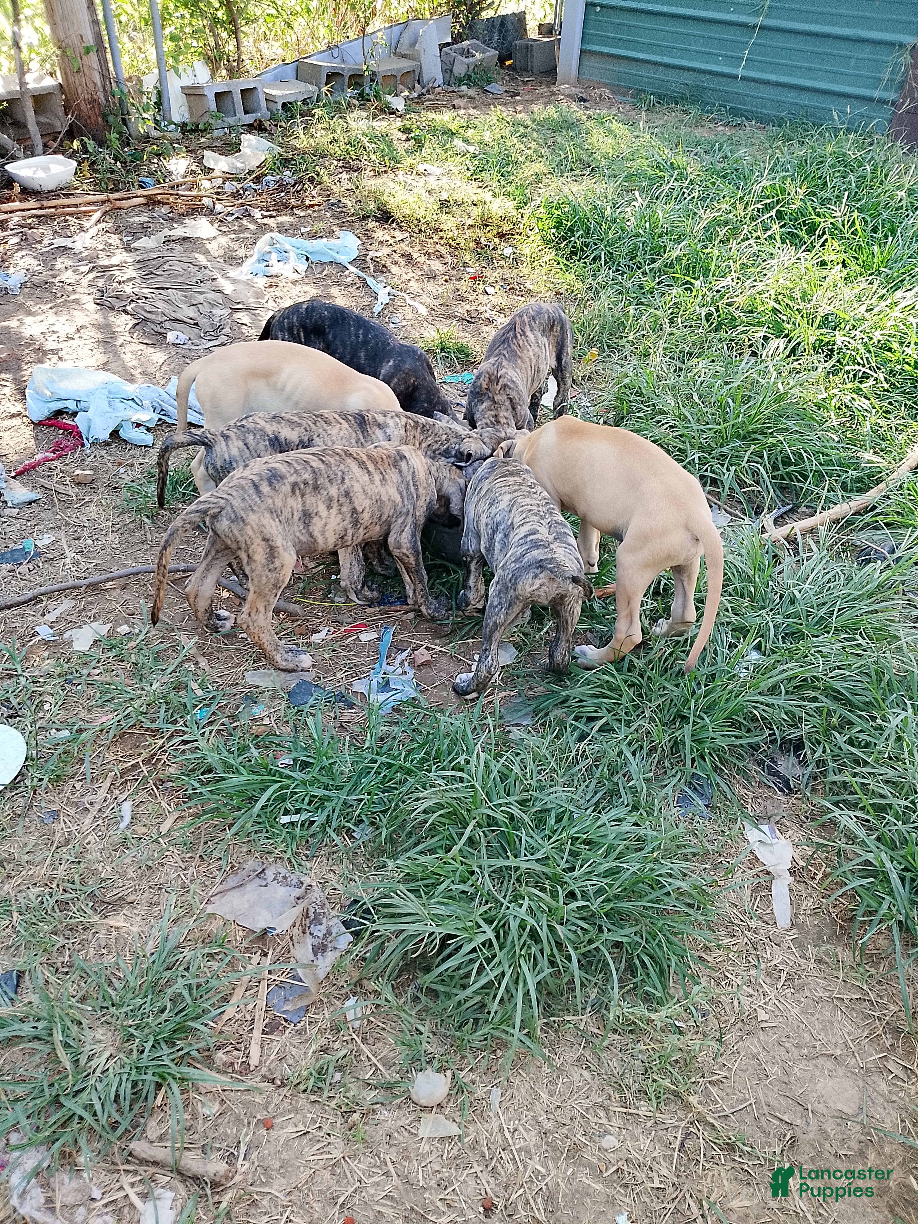 Great Dane dogs Great Dane 3 - Ad 37