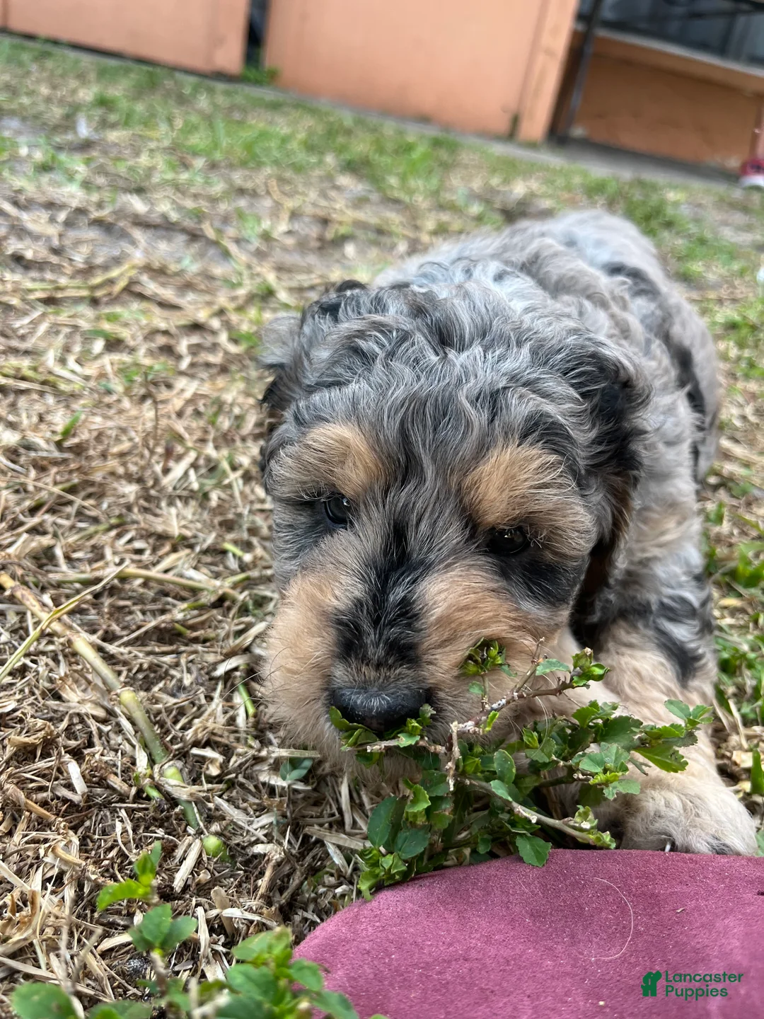 Goldendoodle dogs for sale: Bobbi  - Ad 5