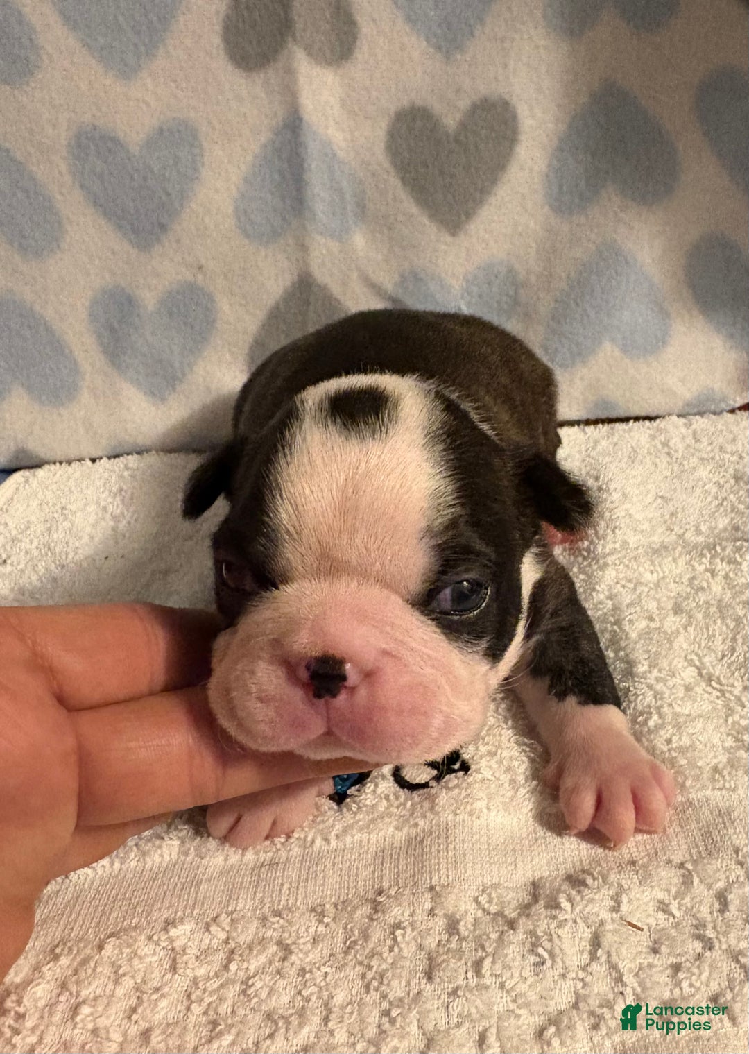 Boston Terrier dogs for sale: Boston Terrier Puppy 3 Lance  - Ad 2