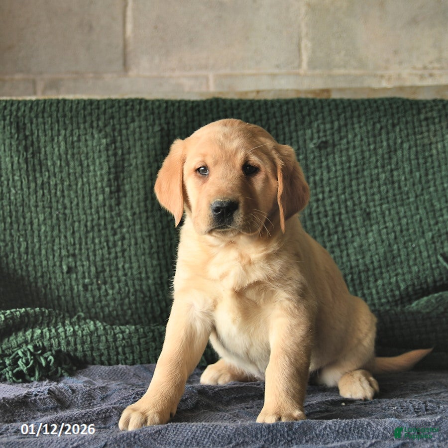 Goldador dogs Sage  - Ad 11