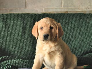 Goldador dogs Sage - Ad 11