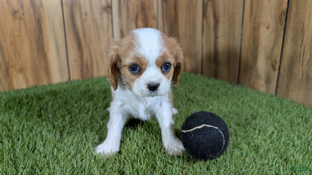 Cavalier King Charles Spaniel dogs for sale: Cavalier King Charles Spaniel Puppy 1 - Ad 2