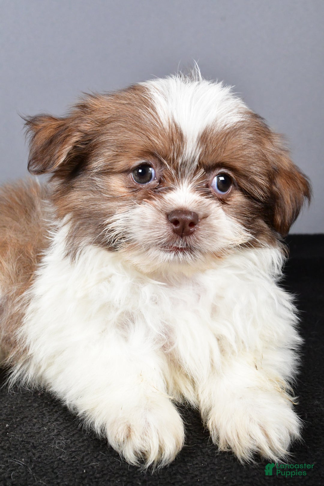 Mixed Breed dogs for sale: Kate - Ad 4