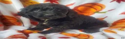 Cockapoo dogs for sale: Scout - Ad 3