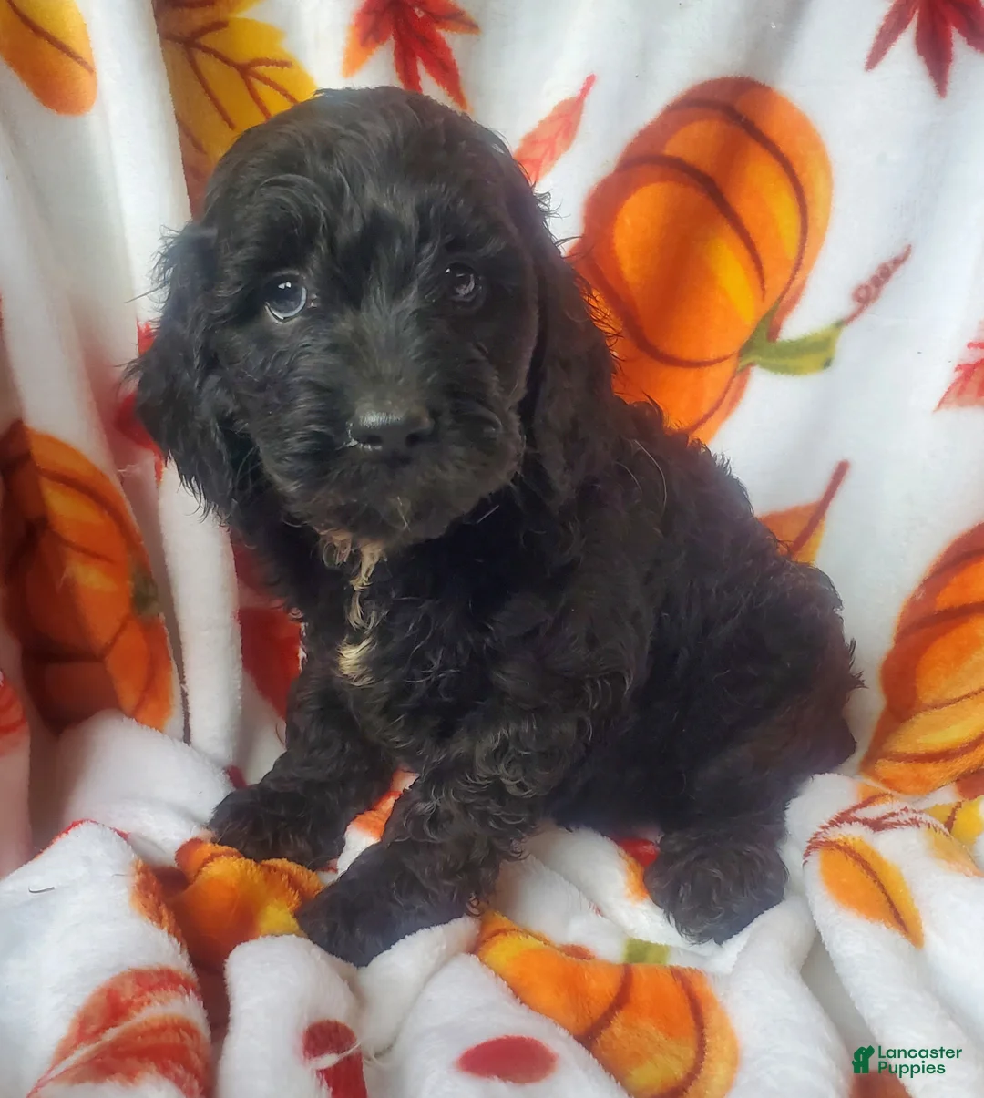 Cockapoo dogs for sale: Scout - Ad 3