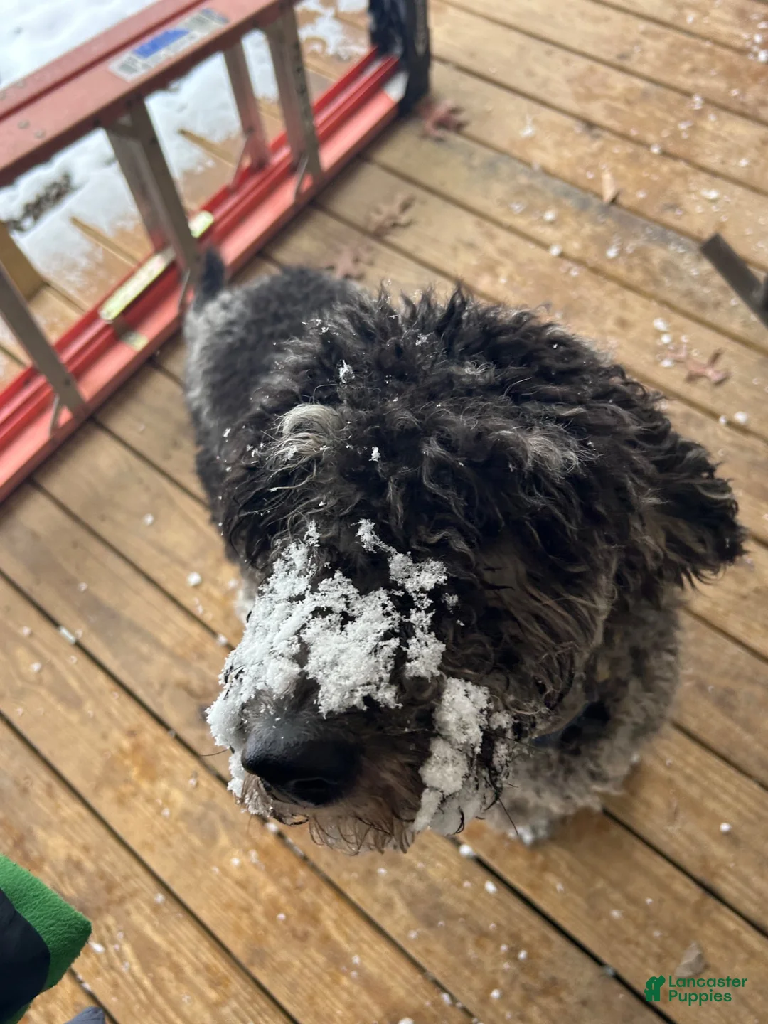 Standard Poodle dogs for stud: Denim Stud  - Ad 2