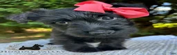 Scottish Terrier dogs for sale: Lottie-AKC-HealthTestedParenrs - Ad 1