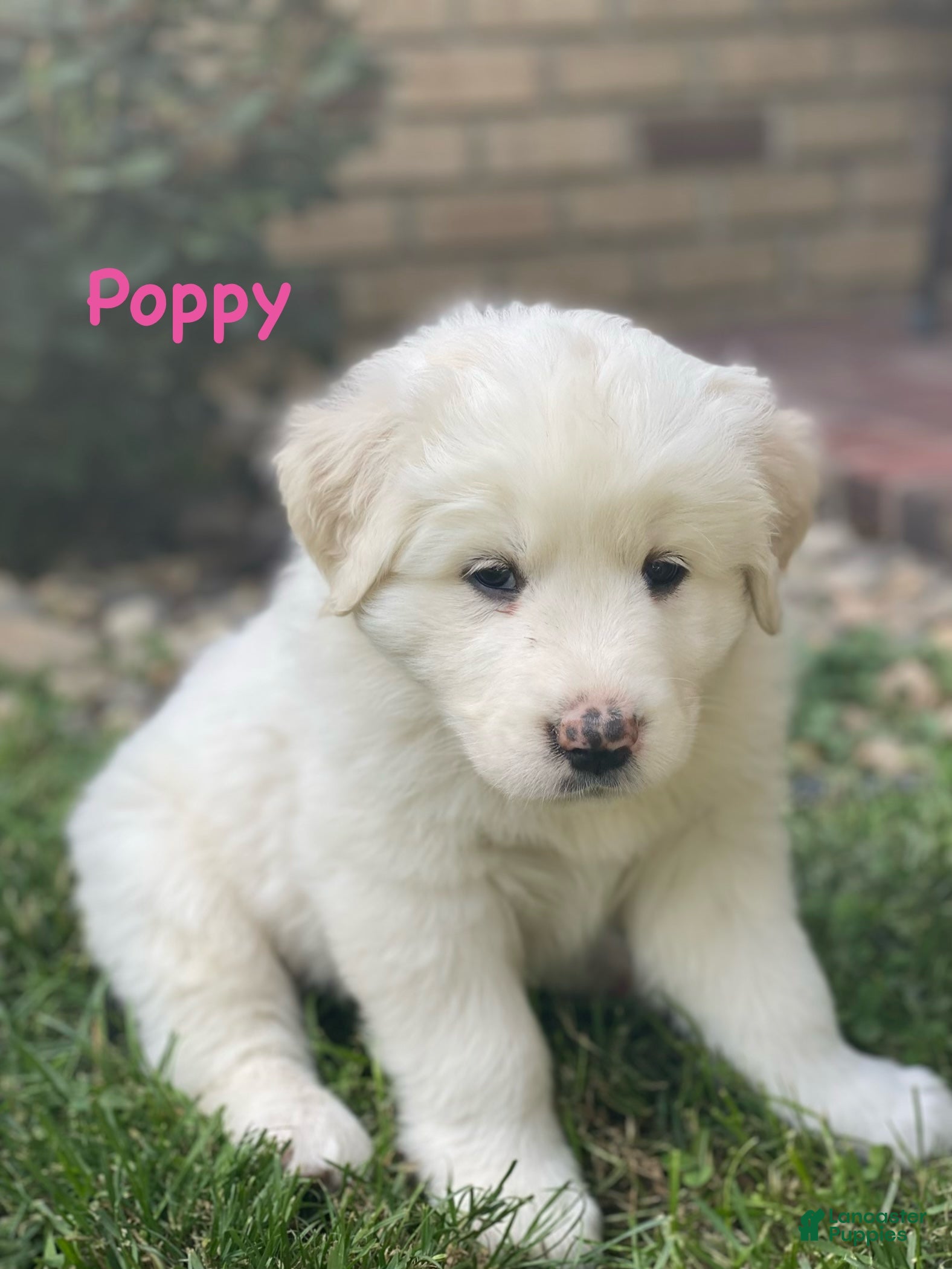 Great Pyrenees dogs Poppy - Ad 25
