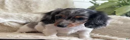Miniature Dachshund dogs for sale: Tina - Ad 9