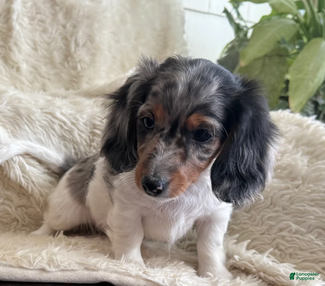 Miniature Dachshund dogs for sale: Tina - Ad 9