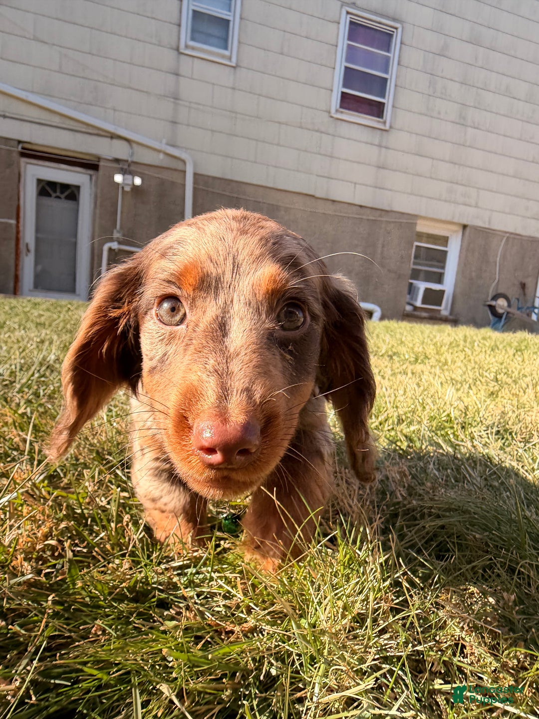 Miniature Dachshund dogs for sale: Loki - Ad 4