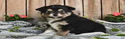 Miniature Australian Shepherd dogs for sale: Parker - Ad 1