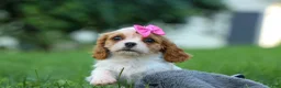 Cavalier King Charles Spaniel dogs for sale:   Nellie🌸 - Ad 4