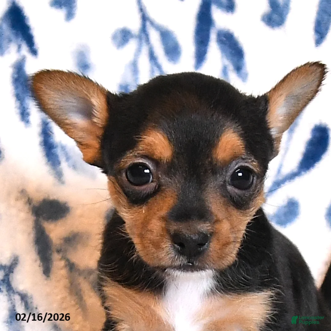 Mixed Breed dogs for sale: Boo - Ad 2