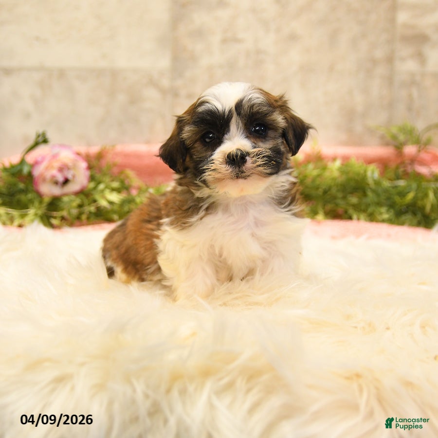 Teddy Bear dogs Tommy - Ad 1