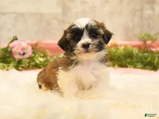 Teddy Bear dogs for sale: Tommy - Ad 4