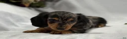 Miniature Dachshund dogs for sale: Asher - Ad 3