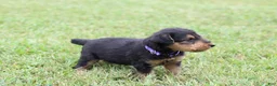 Airedale Terrier dogs for sale: AKC Juke - Ad 5