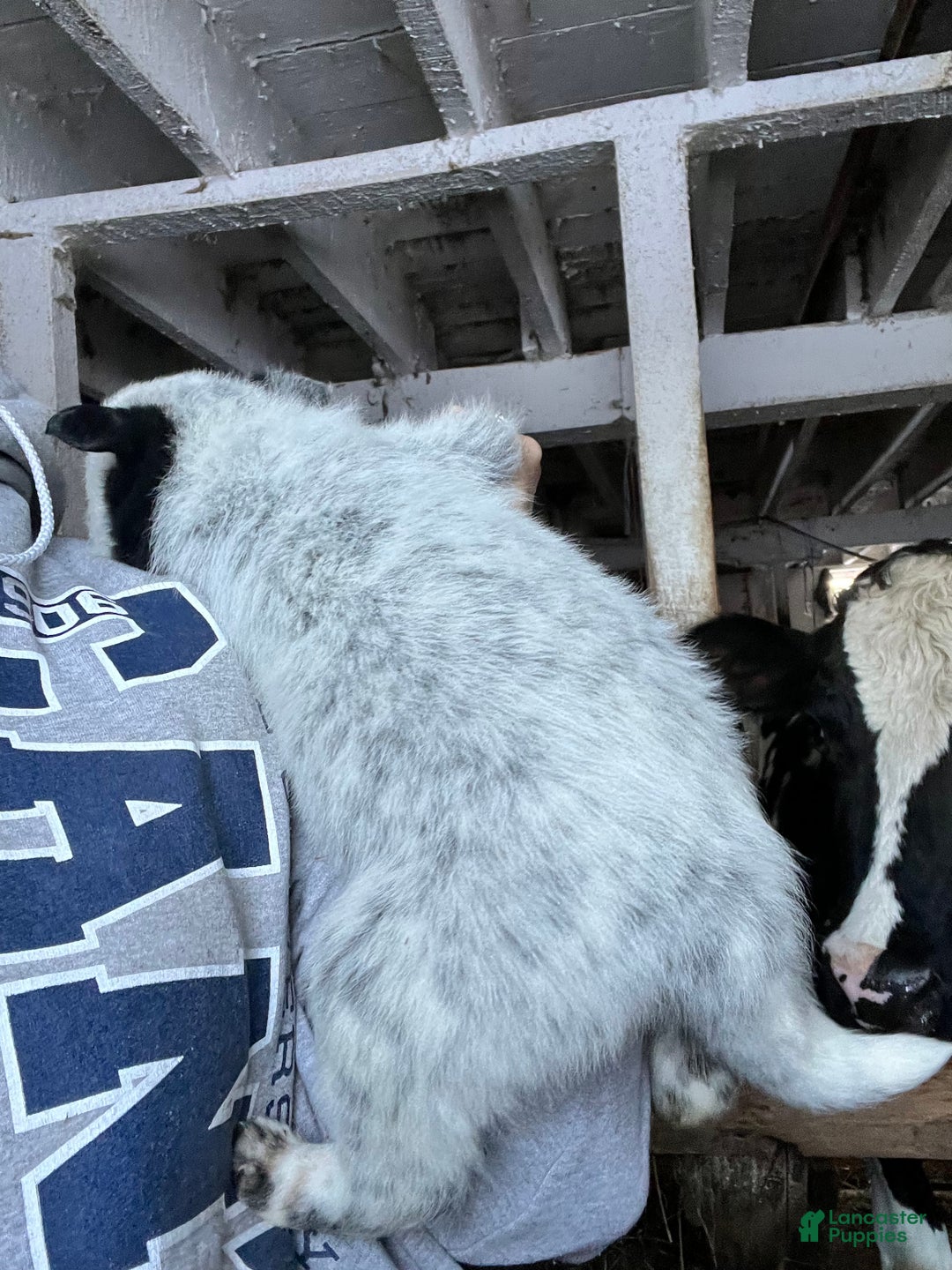 Australian Cattle Dog dogs for sale: Dancer - Ad 2