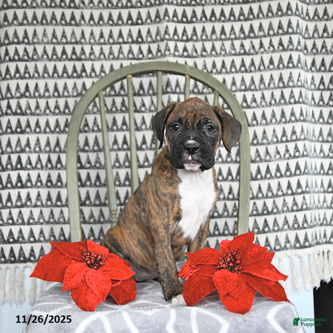Boxer dogs for sale: Juniper - Ad 5