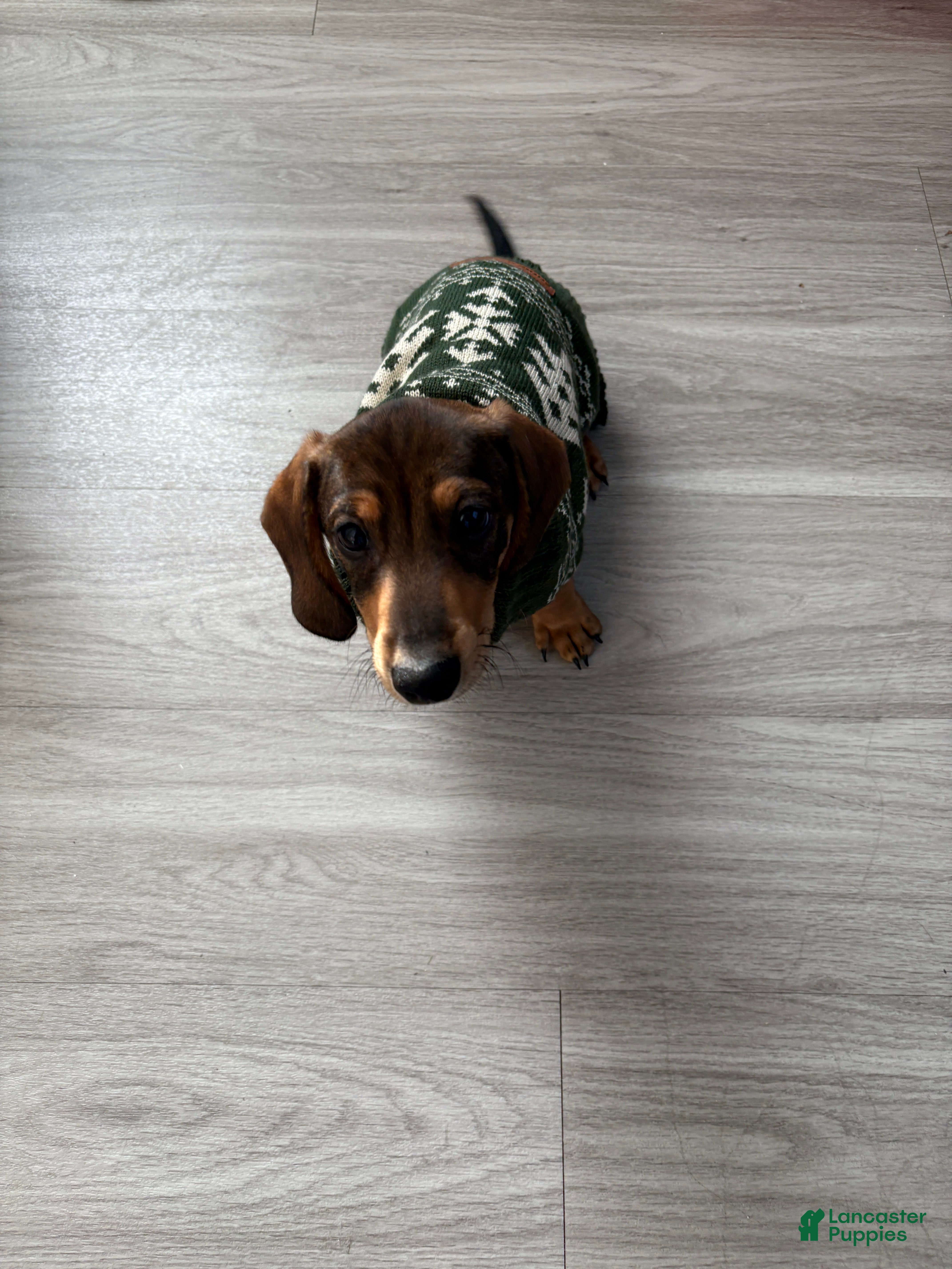 Miniature Dachshund dogs Oatie litter - Ad 1