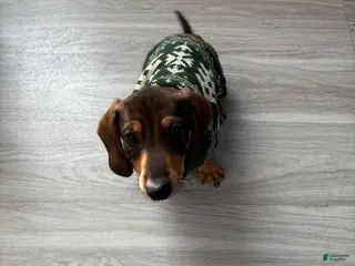 Miniature Dachshund dogs Oatie litter - Ad 1