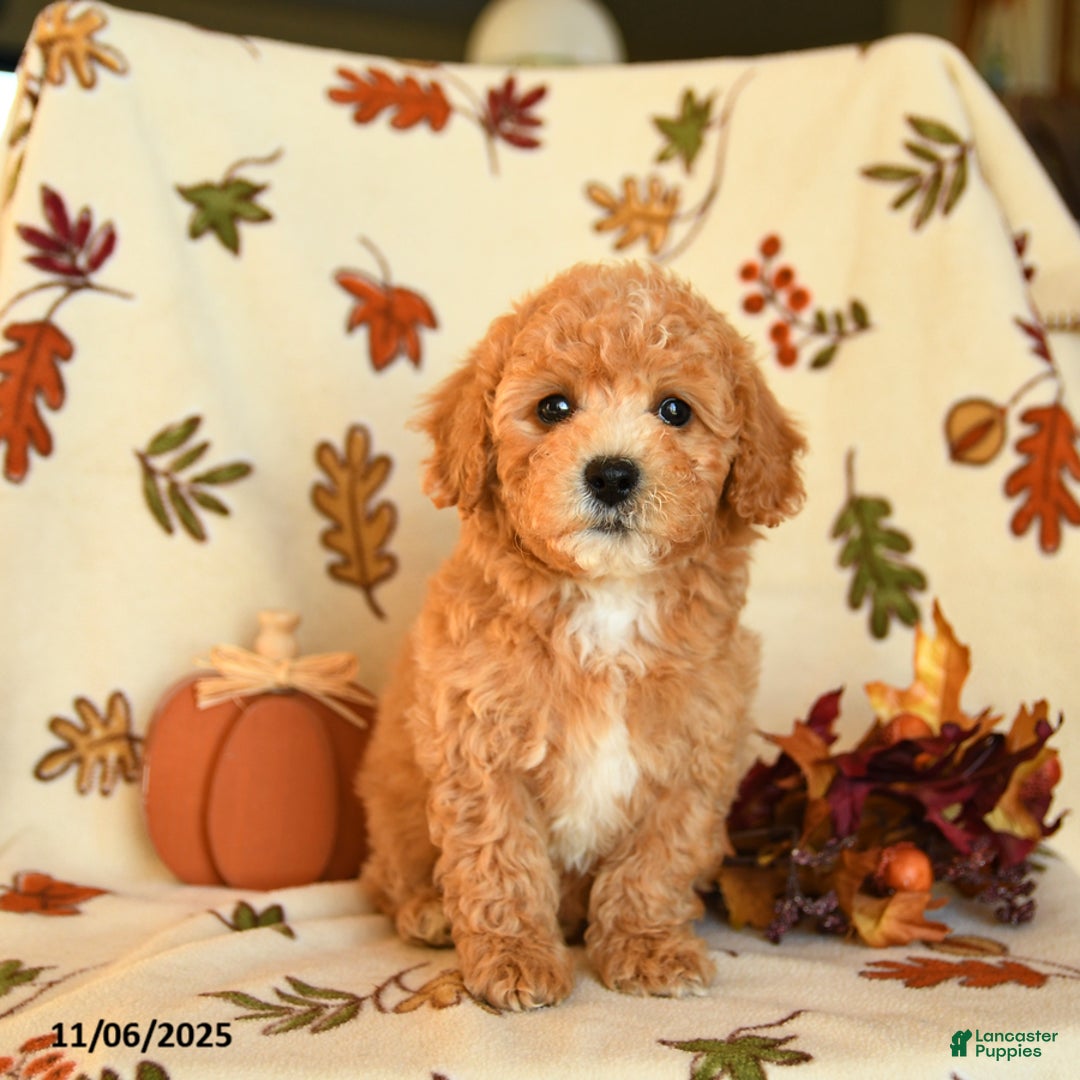 Havapoo dogs for sale: Homer - Ad 3