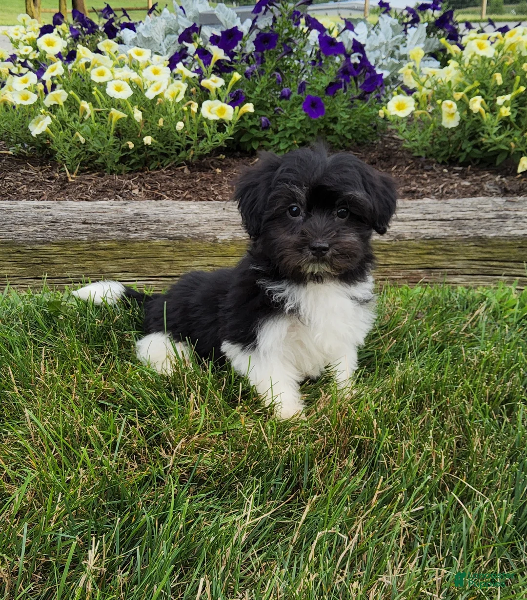 Havanese dogs for sale: Toby - Ad 1