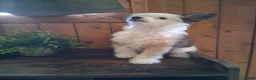 Chinese Crested dogs for sale: Chinese Crested 1 - Ad 3
