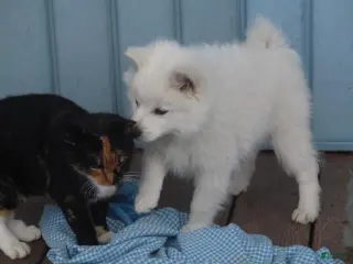 American Eskimo dogs Axel - Ad 25