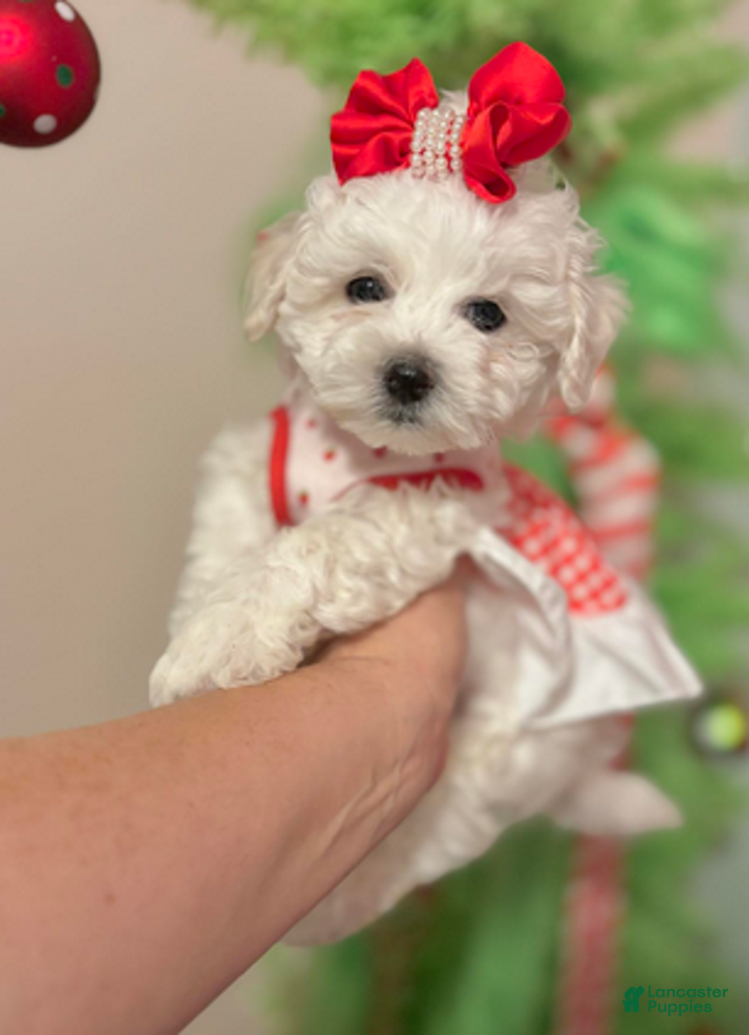 Bichon Frise dogs for sale: Mary - Ad 1