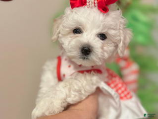 Bichon Frise dogs Mary - Ad 1