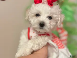 Bichon Frise dogs Mary - Ad 1