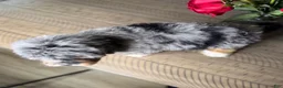 Mini Bernedoodle dogs for sale: Sunshine - Ad 2