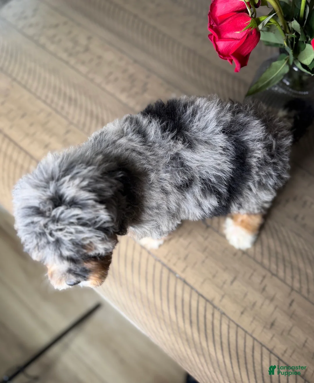 Mini Bernedoodle dogs for sale: Sunshine - Ad 2