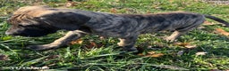 Great Dane dogs for sale: Bandit - Ad 8