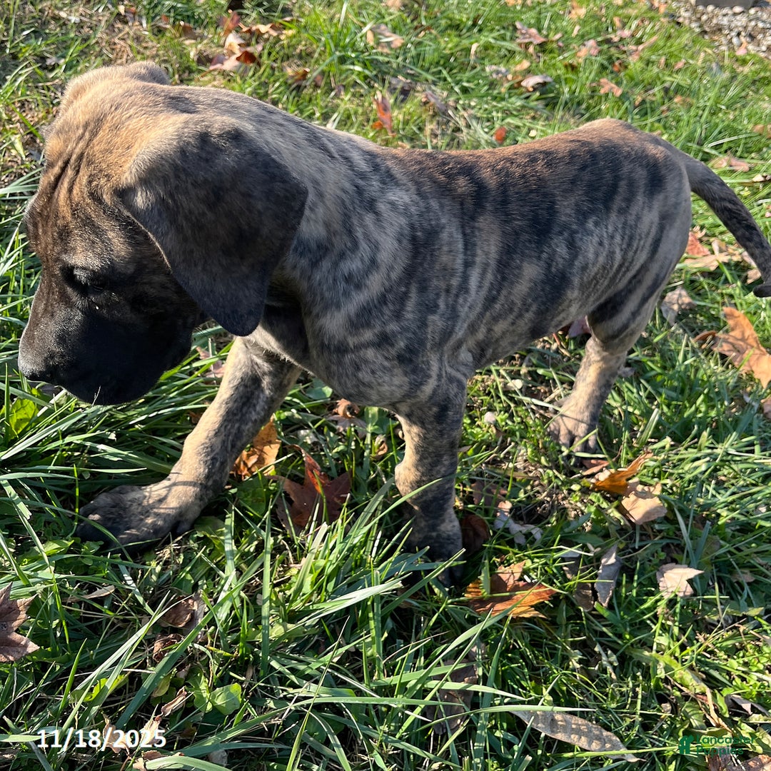 Great Dane dogs for sale: Bandit - Ad 8