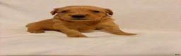 Golden Retriever dogs for sale: Golden Retriever 6 - Ad 3