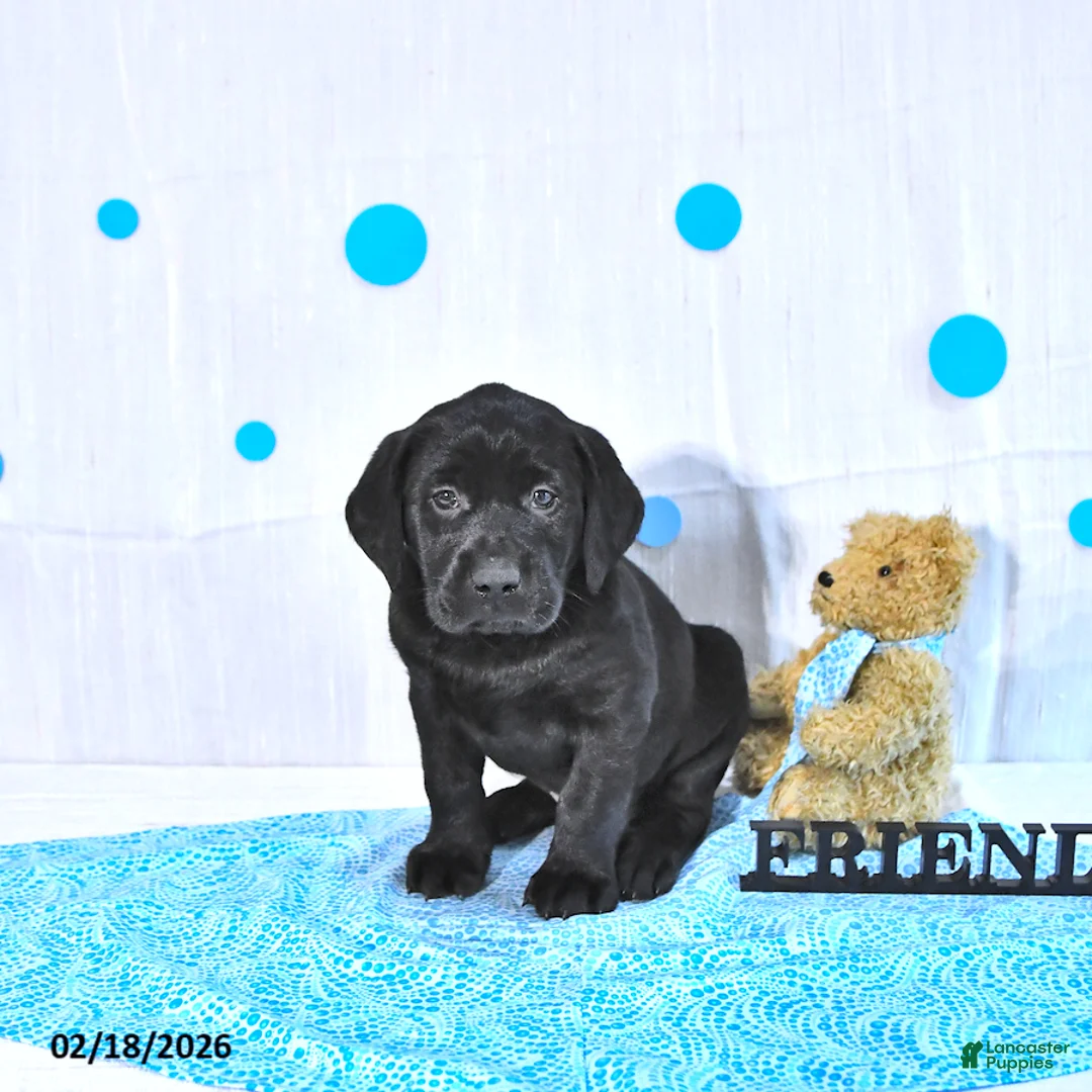 Labrador Retriever dogs for sale: Perry  - Ad 4