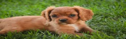 Cavalier King Charles Spaniel dogs for sale: Poppy Cavalier King Charles Spaniel - Ad 4