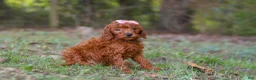 Goldendoodle dogs for sale: Maggie - Ad 3