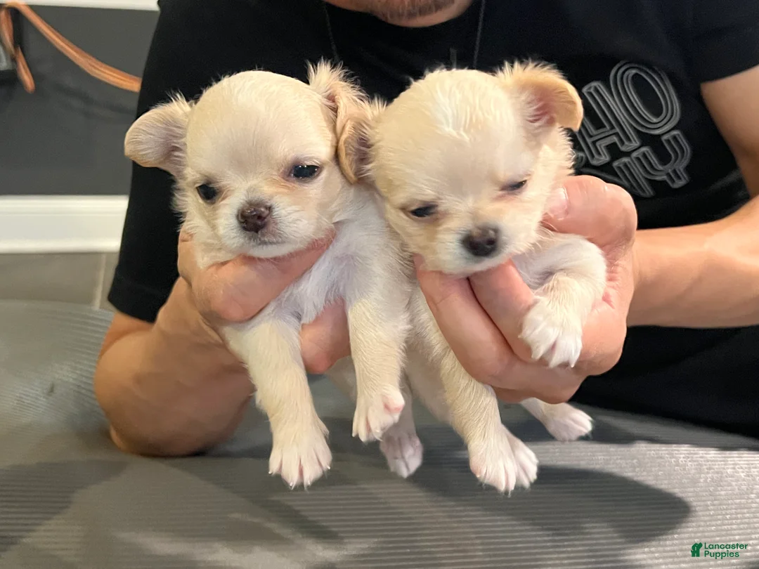 Chihuahua dogs for sale: Sunny - Ad 1