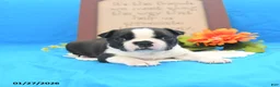 Boston Terrier dogs for sale: Roscoe - Ad 15
