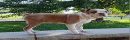 Boston Terrier dogs for sale: Leo - Ad 2
