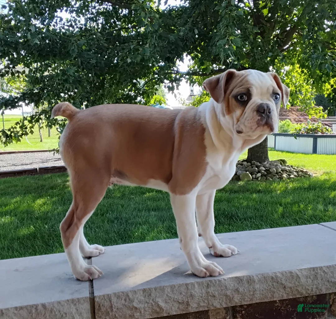 Boston Terrier dogs for sale: Leo - Ad 2