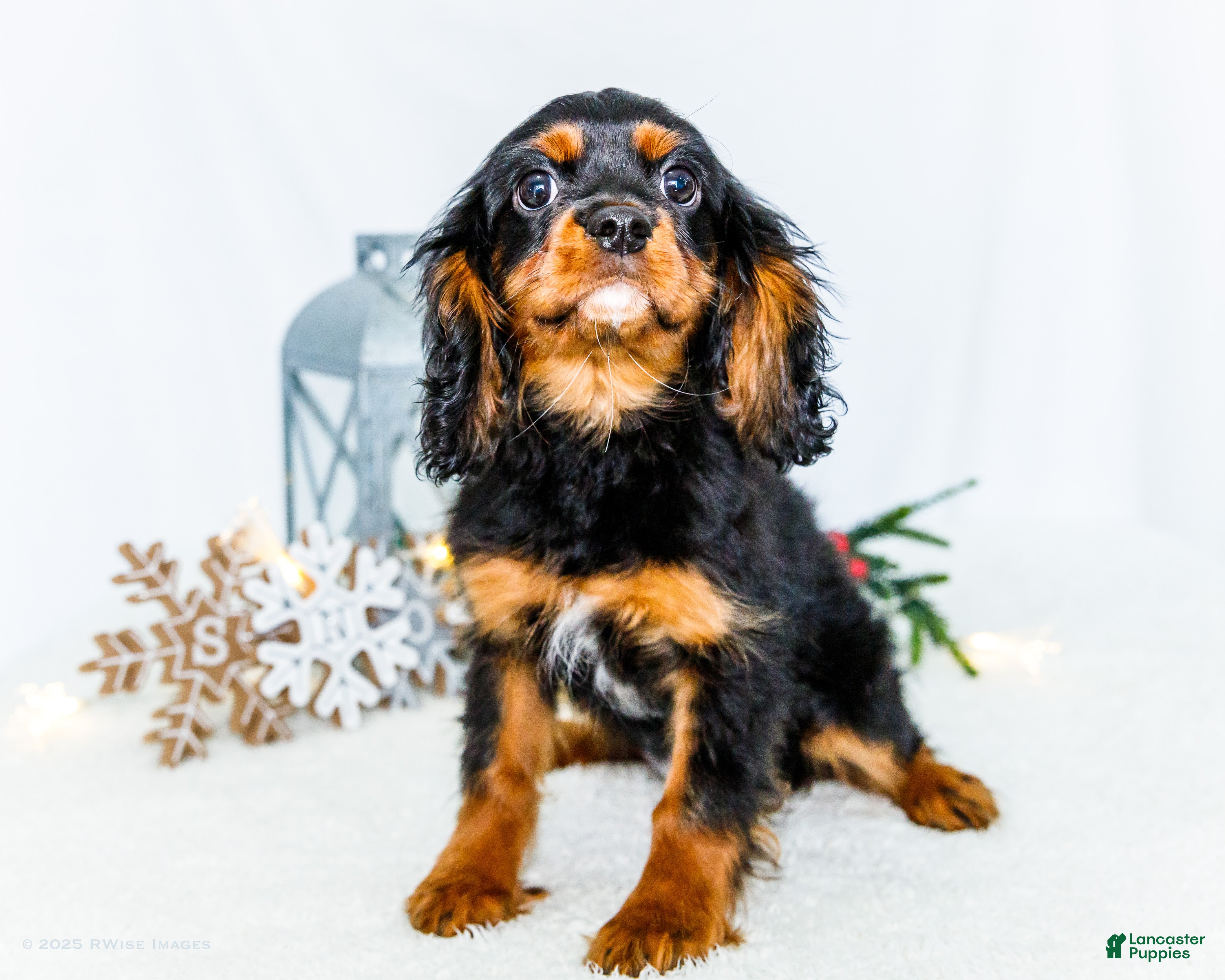 Cavalier King Charles Spaniel dogs Kringle - Ad 7